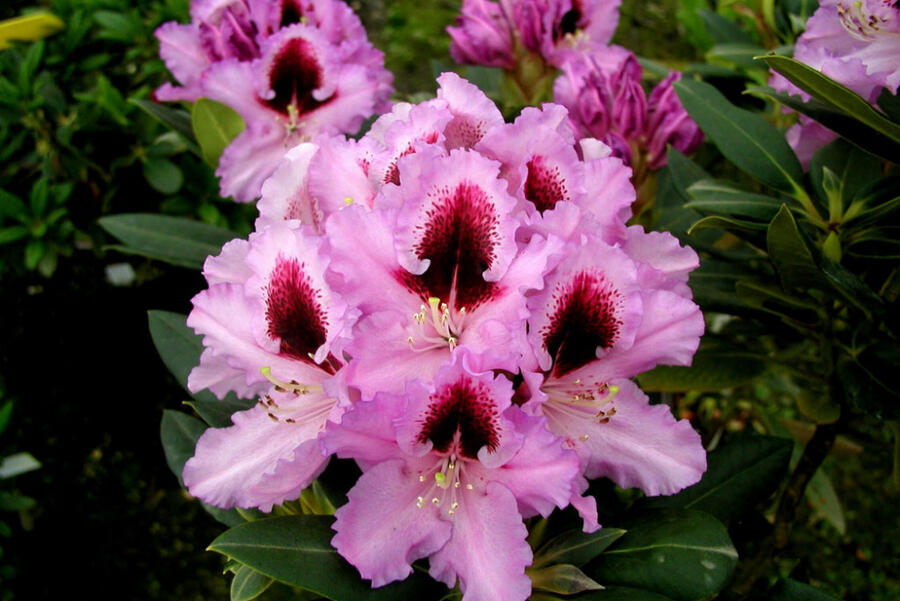 Pěnišník 'Kabarett' - Rhododendron 'Kabarett'