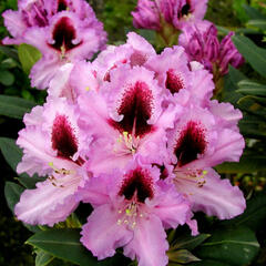 Pěnišník 'Kabarett' - Rhododendron 'Kabarett'