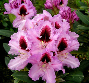 Pěnišník 'Kabarett' - Rhododendron 'Kabarett'