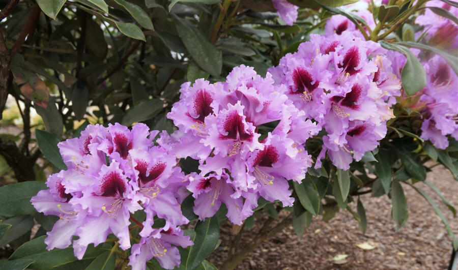 Pěnišník 'Kabarett' - Rhododendron 'Kabarett'
