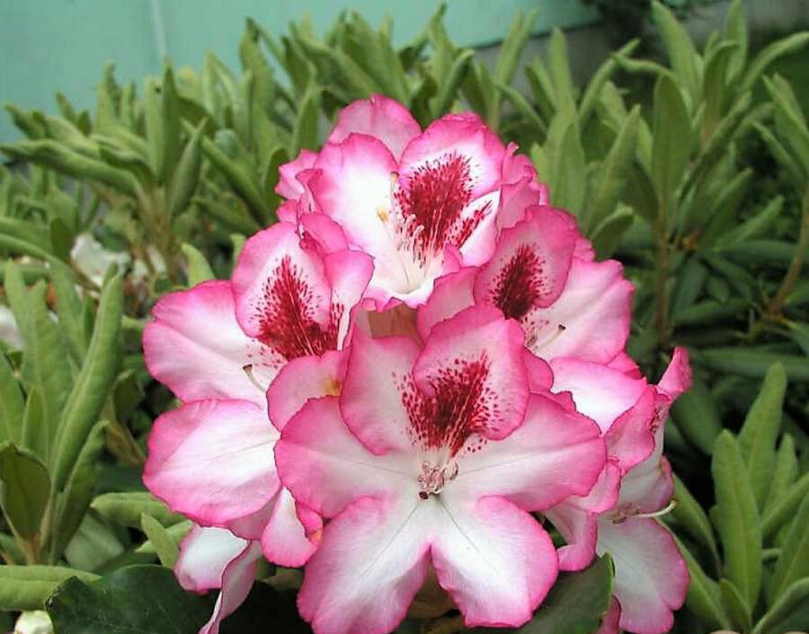 Pěnišník 'Hachmann's Charmant' - Rhododendron 'Hachmann's Charmant'