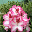 Pěnišník 'Hachmann's Charmant' - Rhododendron 'Hachmann's Charmant'