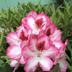Pěnišník 'Hachmann's Charmant' - Rhododendron 'Hachmann's Charmant'