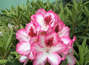 Pěnišník 'Hachmann's Charmant' - Rhododendron 'Hachmann's Charmant'