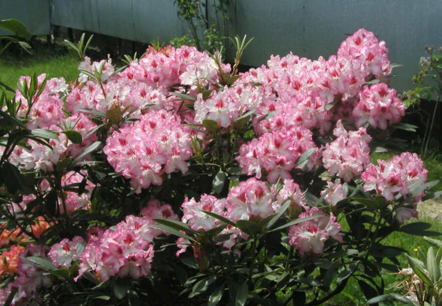 Pěnišník 'Hachmann's Charmant' - Rhododendron 'Hachmann's Charmant'