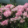Pěnišník 'Hachmann's Charmant' - Rhododendron 'Hachmann's Charmant'