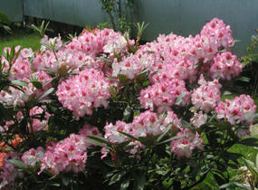 Pěnišník 'Hachmann's Charmant' - Rhododendron 'Hachmann's Charmant'