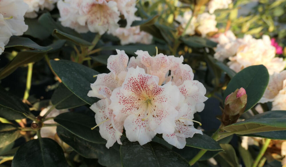 rhododendron cannon's double Cannon's Double – Singing Tree Gardens Nursery main image 1