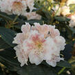 Pěnišník 'Double Dots' - Rhododendron 'Double Dots'