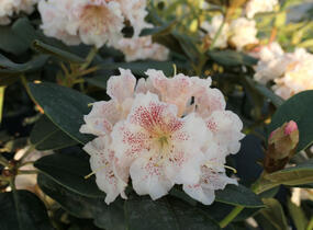 Pěnišník 'Double Dots' - Rhododendron 'Double Dots'