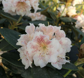 Pěnišník 'Double Dots' - Rhododendron 'Double Dots'
