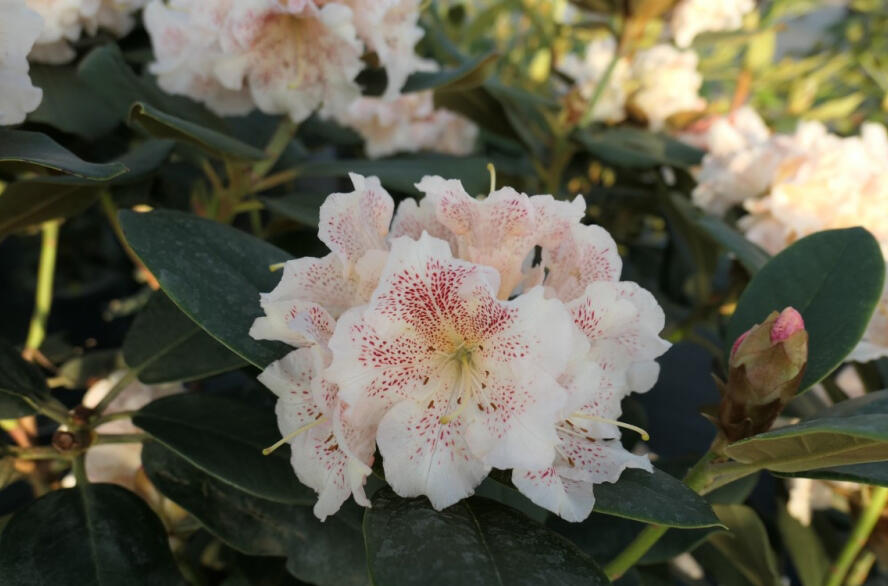 Pěnišník 'Double Dots' - Rhododendron 'Double Dots'