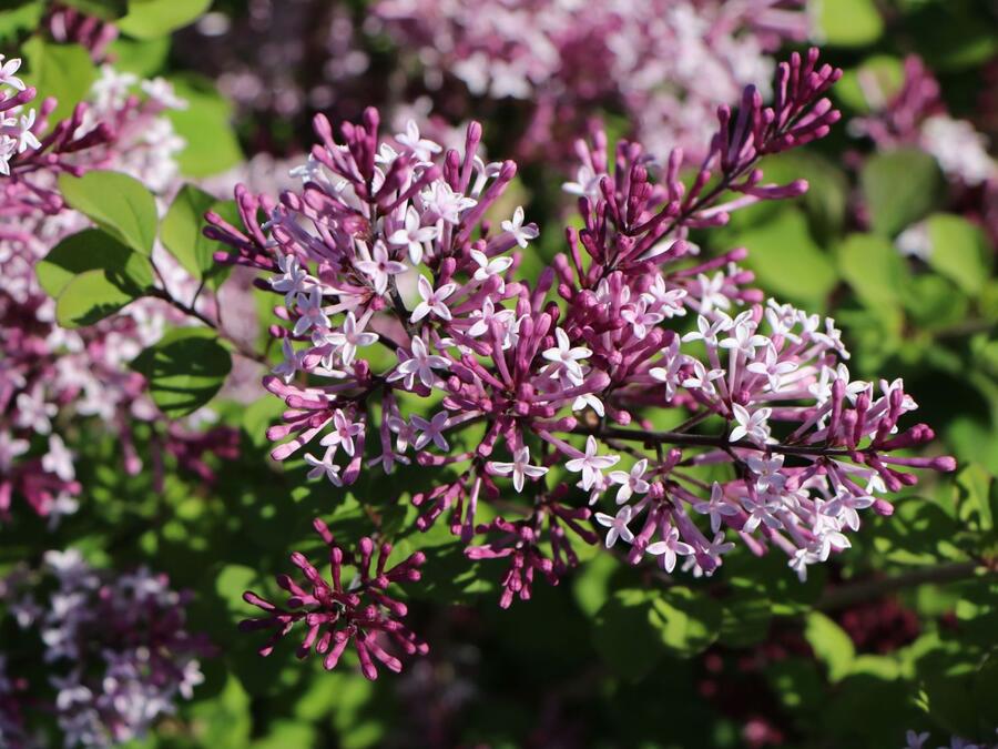 Šeřík Meyerův 'Red Pixie' - Syringa meyeri 'Red Pixie'