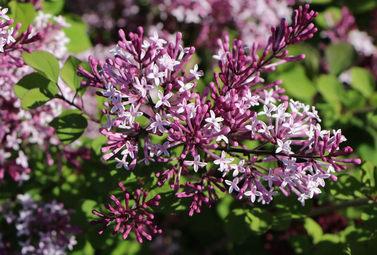 Šeřík Meyerův 'Red Pixie' - Syringa meyeri 'Red Pixie'