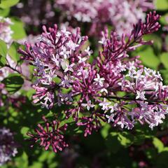 Šeřík Meyerův 'Red Pixie' - Syringa meyeri 'Red Pixie'