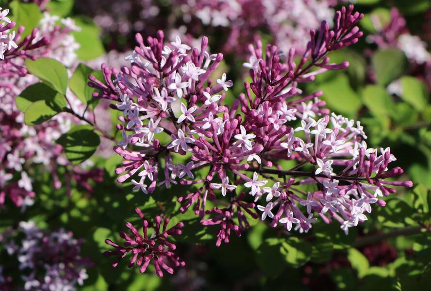 Šeřík Meyerův 'Red Pixie' - Syringa meyeri 'Red Pixie'