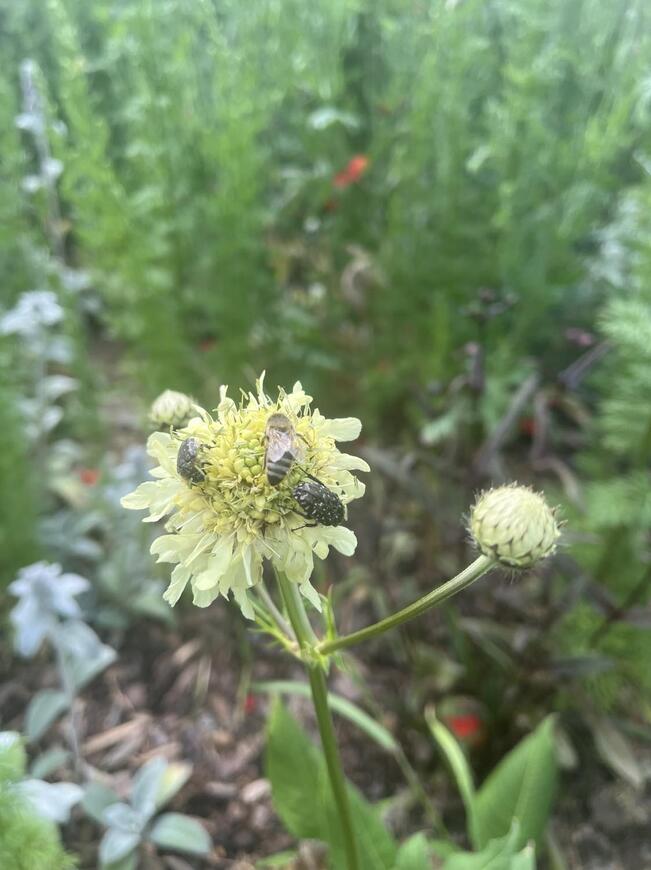 Cephalaria gigantea