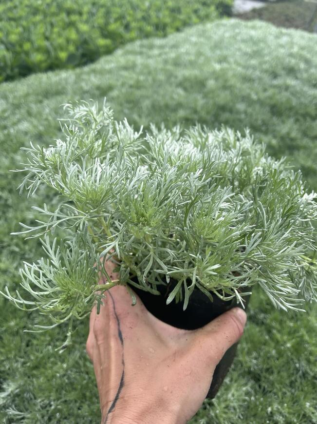Artemisia schmidtiana ''Silver Mound''