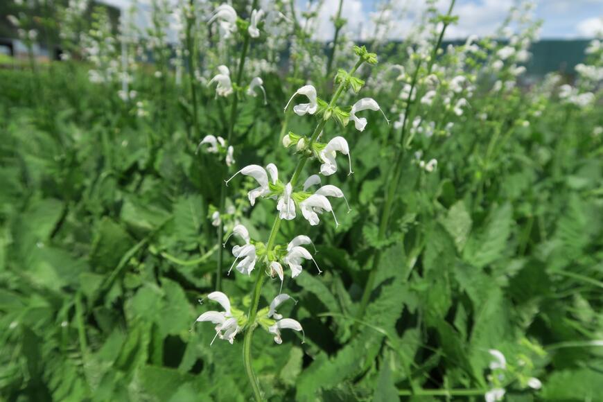 Salvia pratensis 'Swan Lake'