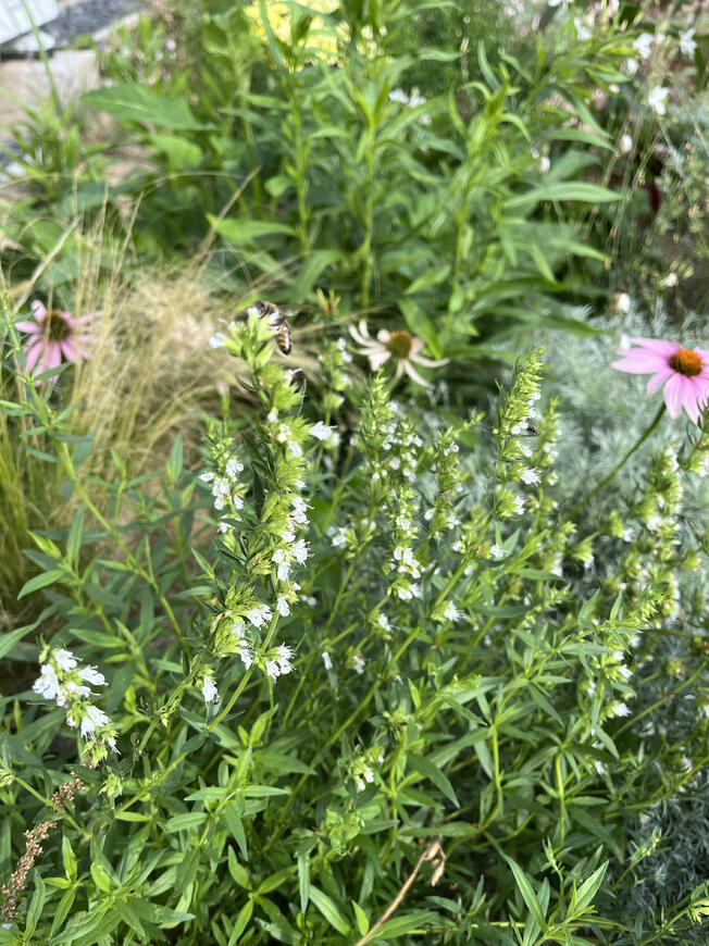Hyssopus officinalis 'Weiß'