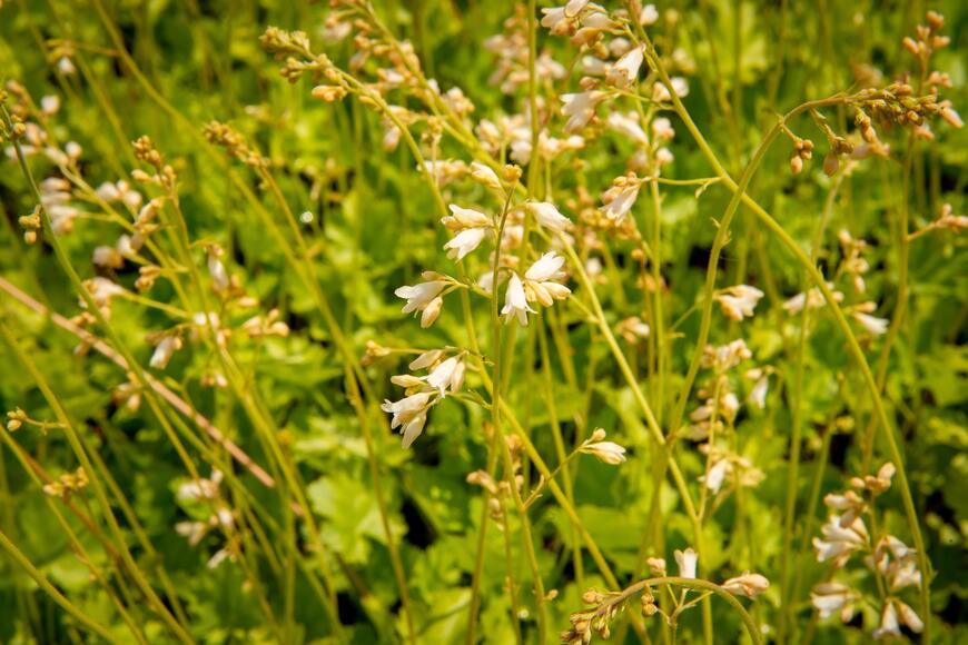 Heuchera sanguinea ''White Cloud''