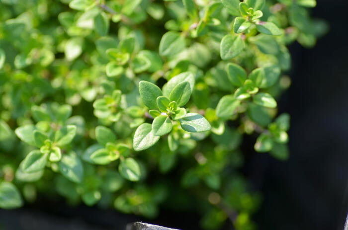 Mateřídouška 'Limone' - Thymus citriodorus 'Limone'