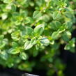 Mateřídouška 'Limone' - Thymus citriodorus 'Limone'