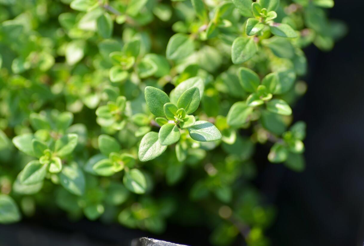 Mateřídouška 'Limone' - Thymus citriodorus 'Limone'