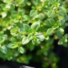 Mateřídouška 'Limone' - Thymus citriodorus 'Limone'