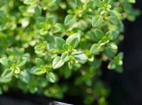 Mateřídouška 'Limone' - Thymus citriodorus 'Limone'