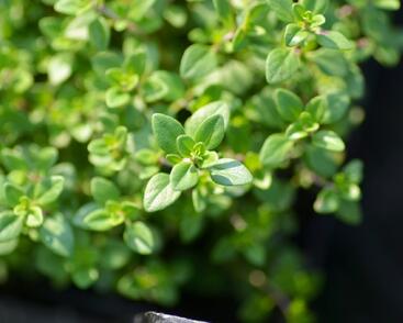 Mateřídouška 'Limone'