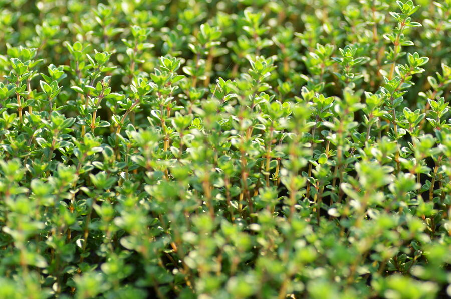 Mateřídouška 'Limone' - Thymus citriodorus 'Limone'
