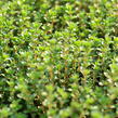 Mateřídouška 'Limone' - Thymus citriodorus 'Limone'