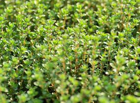 Mateřídouška 'Limone' - Thymus citriodorus 'Limone'