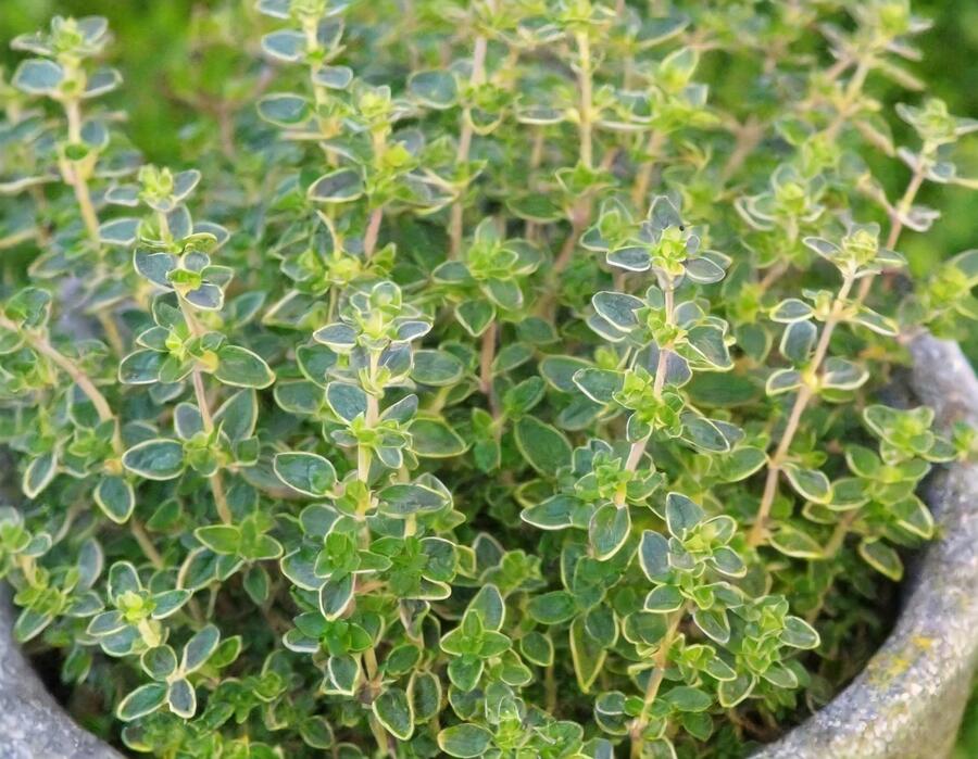 Mateřídouška 'Mystic Lemon' - Thymus citriodorus 'Mystic Lemon'