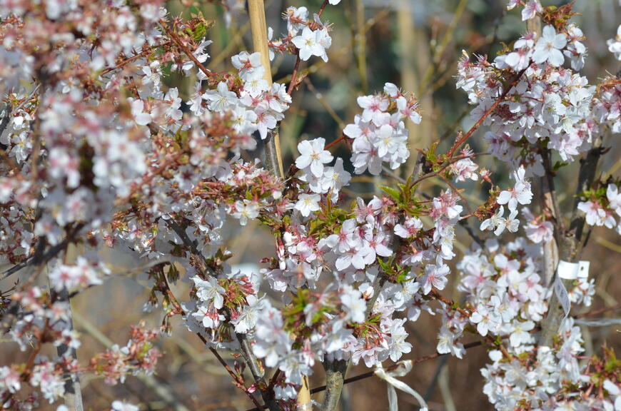 Prunus kurilensis 'Brillant' 