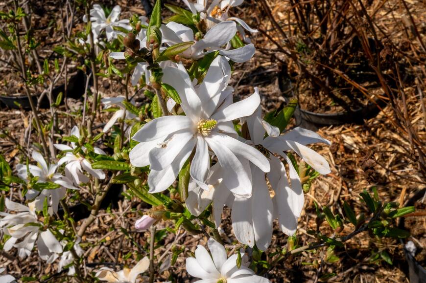 Magnolia stellata