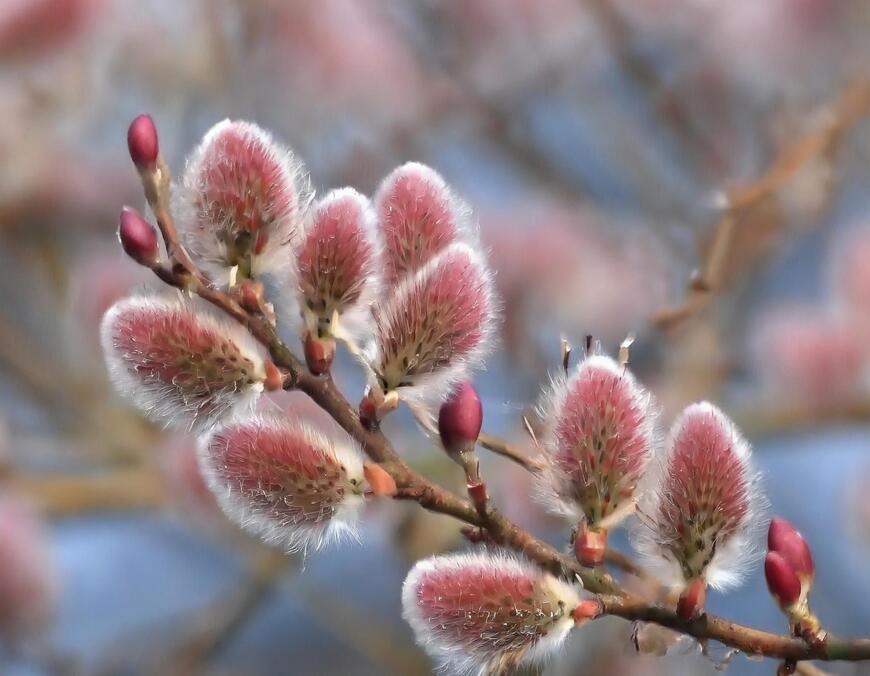 Salix gracilistyla Red Cats