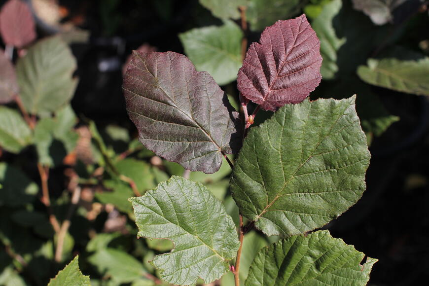 Corylus maxima 'Purpurea'