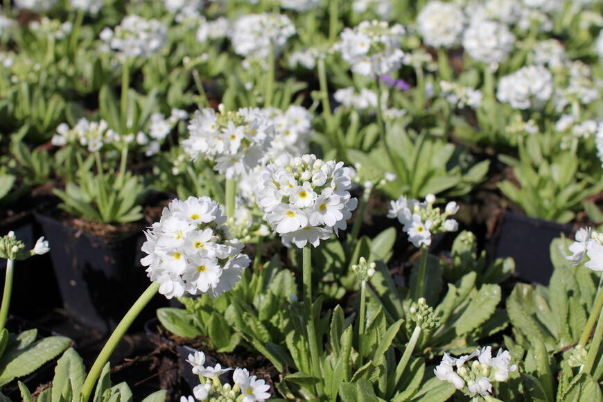 Primula denticulata 'Weisse Auslese'