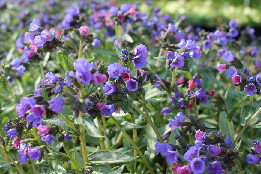 Pulmonaria 'Samurai'