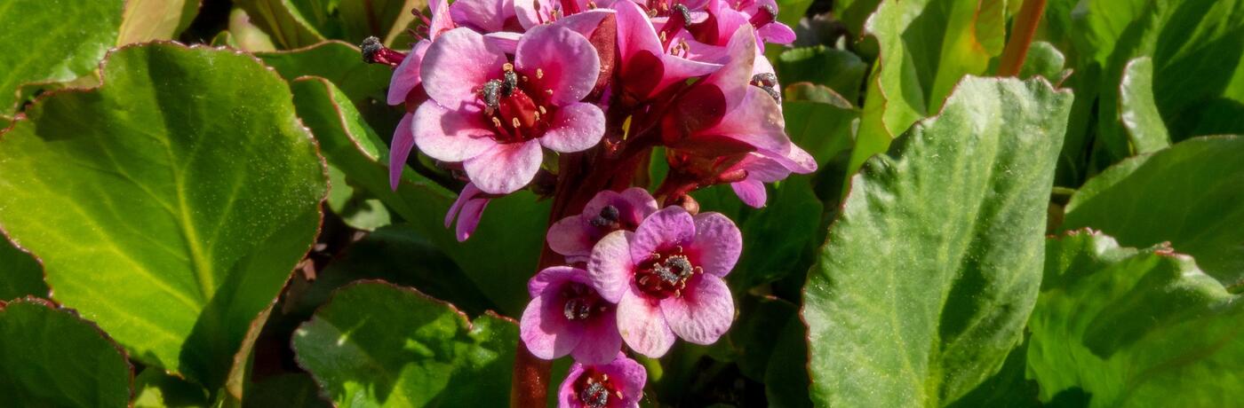 Bergenia cordifolia 'Winterglut'