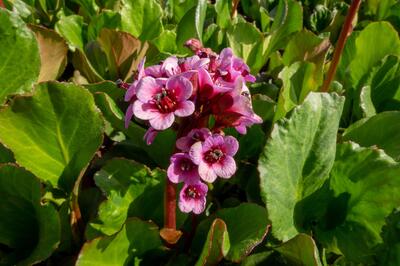 Bergenia cordifolia ''Winterglut''