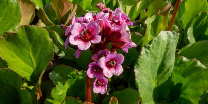 Bergenia cordifolia 'Winterglut'