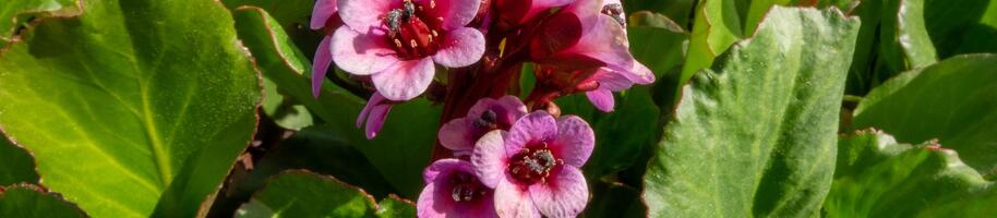Bergenia cordifolia 'Winterglut'