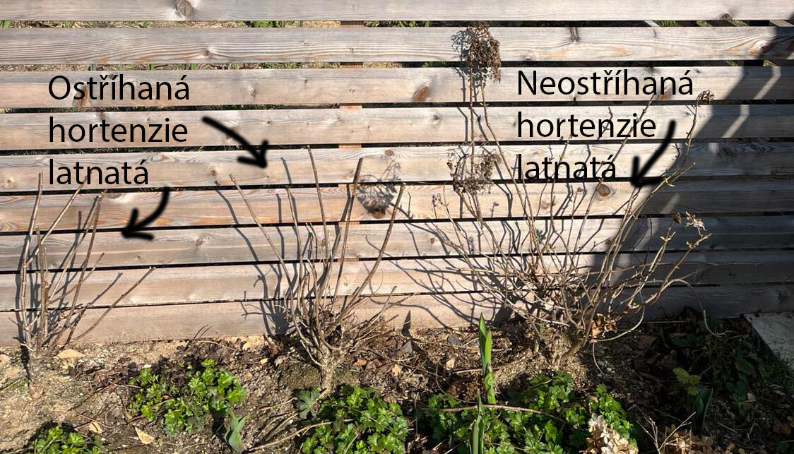 ostříhaná vs neostříhaná