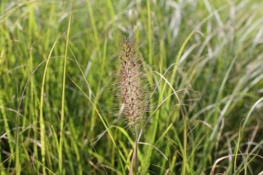 Trvalkový záhon na slunce a do polostínu Kouzlo trav - Kouzlo trav