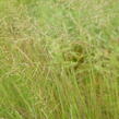 Trvalkový záhon na slunce a do polostínu Kouzlo trav - Kouzlo trav