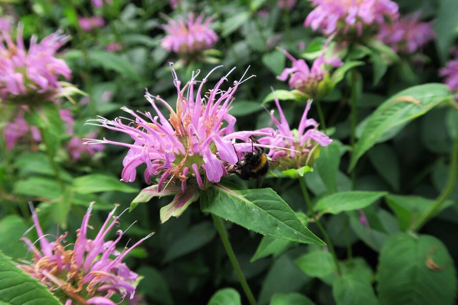 Trvalkový záhon na slunce Ráj včel - Ráj včel