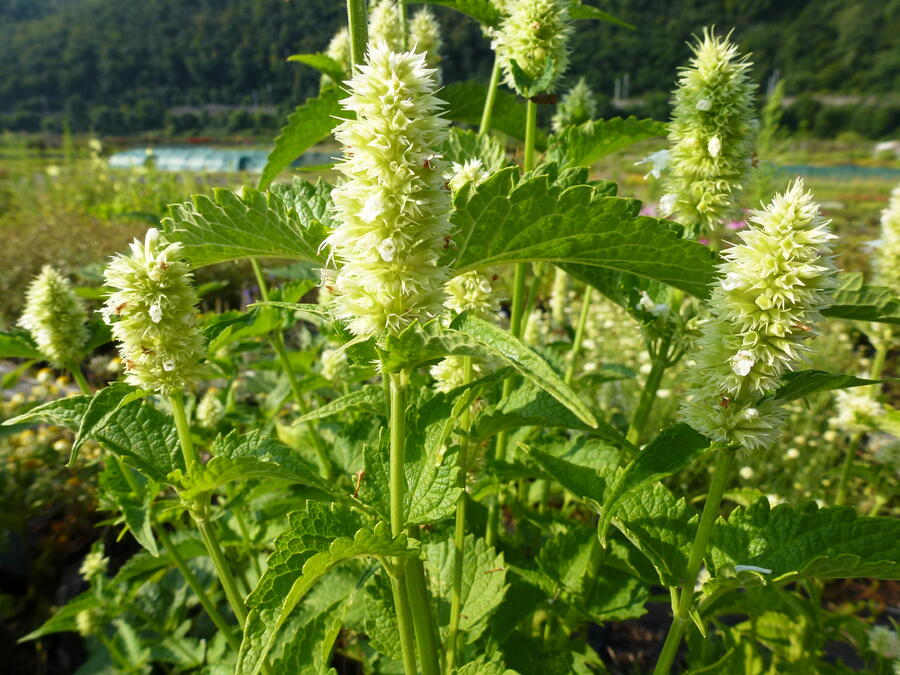 Trvalkový záhon na slunce Ráj včel - Ráj včel